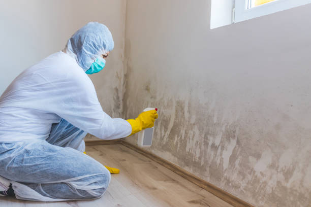 Licensed Black Mold Removal service in Coats, NC - WQB Mold Removal