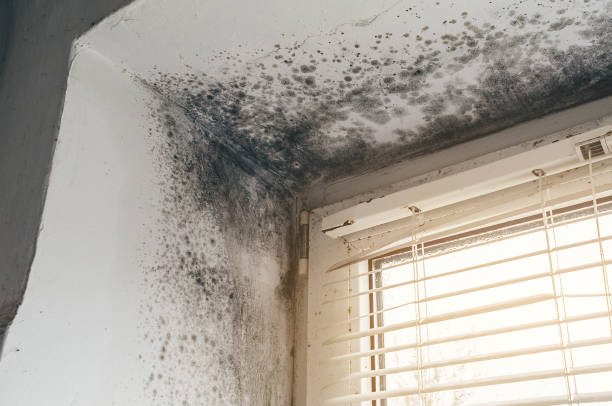 Affordable Black Mold Removal solutions in Coats, NC